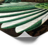 Vintage Hummingbird-Illustration Poster (Ecke)