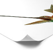 Vintage Hummingbird-Illustration Poster (Ecke)