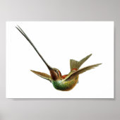 Vintage Hummingbird-Illustration Poster (Vorne)