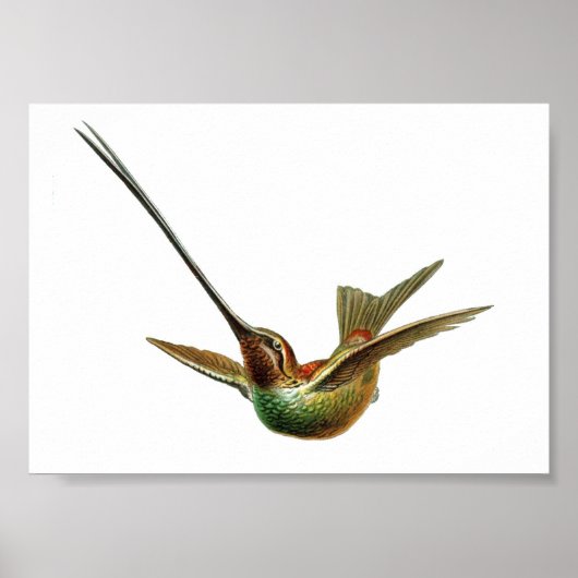 Vintage Hummingbird-Illustration Poster (Vorne)
