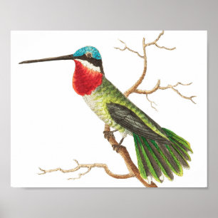 Vintage Hummingbird-Illustration Poster