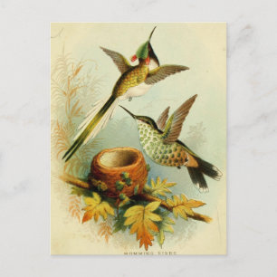 Vintage Hummingbird-Illustration Postkarte