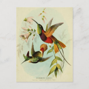 Vintage Hummingbird-Illustration Postkarte