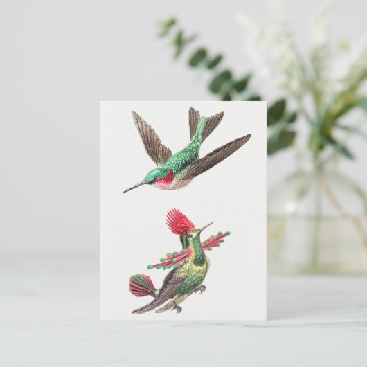 Vintage Hummingbird-Illustration Postkarte (Stehend Vorderseite)