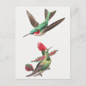 Vintage Hummingbird-Illustration Postkarte (Vorderseite)