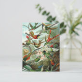Vintage Hummingbird-Illustration Postkarte (Stehend Vorderseite)