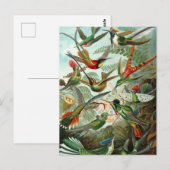 Vintage Hummingbird-Illustration Postkarte (Vorne/Hinten)