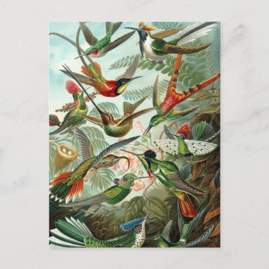 Vintage Hummingbird-Illustration Postkarte (Vorderseite)