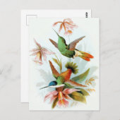 Vintage Hummingbird-Illustration Postkarte (Vorne/Hinten)