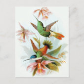 Vintage Hummingbird-Illustration Postkarte (Vorderseite)