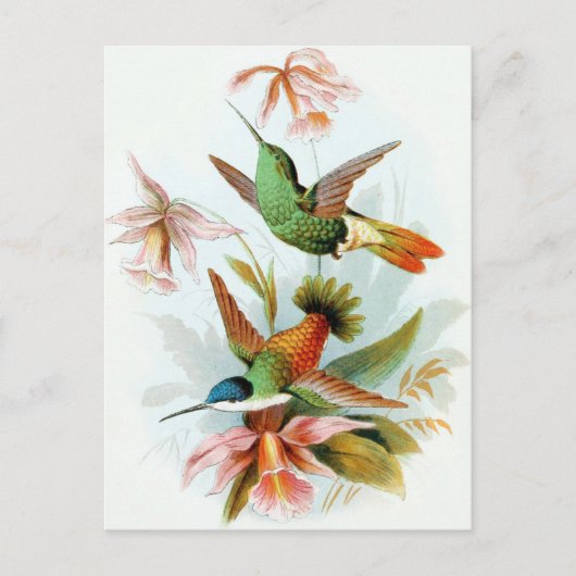 Vintage Hummingbird-Illustration Postkarte (Vorderseite)