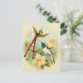 Vintage Hummingbird-Illustration Postkarte (Stehend Vorderseite)