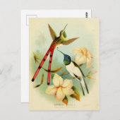 Vintage Hummingbird-Illustration Postkarte (Vorne/Hinten)