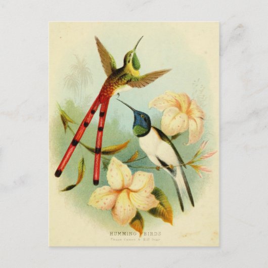 Vintage Hummingbird-Illustration Postkarte (Vorderseite)