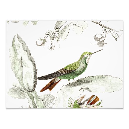 Vintage Hummingbird-Illustration - Vögel aus dem 1 Fotodruck (Vorne)