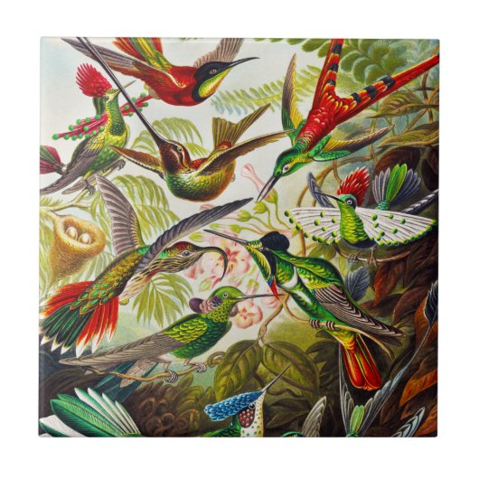 Vintage Hummingbirds von Ernst Haeckel Fliese (Vorderseite)