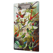 Vintage Hummingbirds von Ernst Haeckel Klemmbrett (Links)