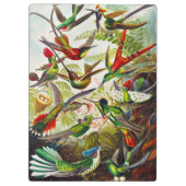 Vintage Hummingbirds von Ernst Haeckel Klemmbrett (Rückseite)