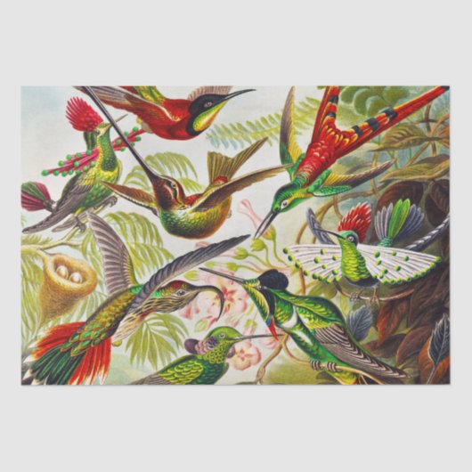 Vintage Hummingbirds von Ernst Haeckel Seidenpapier (Vorderseite)