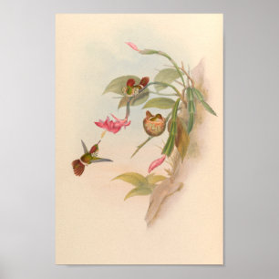 Vintage Hummingvögel Art Bird Print Blumen Nest Poster
