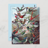 Vintage Hummingvögel Postkarte (Vorne/Hinten)