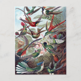 Vintage Hummingvögel Postkarte