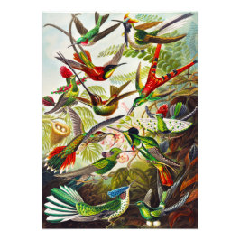Vintage Hummingvögel von Ernst Haeckel Fotodruck
