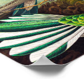 Vintage Hummingvögel von Ernst Haeckel Poster (Ecke)