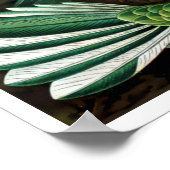 Vintage Hummingvögel von Ernst Haeckel Poster (Ecke)