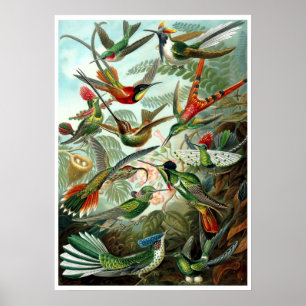 Vintage Hummingvögel von Ernst Haeckel Poster