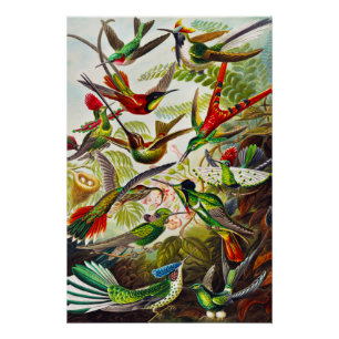 Vintage Hummingvögel von Ernst Haeckel Poster