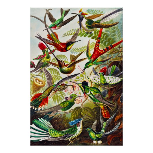 Vintage Hummingvögel von Ernst Haeckel Poster (Vorderseite)