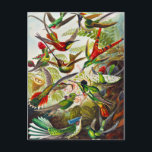 Vintage Hummingvögel von Ernst Haeckel Postkarte<br><div class="desc">Hummingbirds von Ernst Haeckel.Vintag Trochilidae Kolibris Illustration. Diese stammt aus Kunstformen der Natur (1904). Diese Vogelillustrierung zeigt schöne farbenfrohe,  fliegende Kolibris.</div>