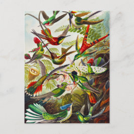 Vintage Hummingvögel von Ernst Haeckel Postkarte