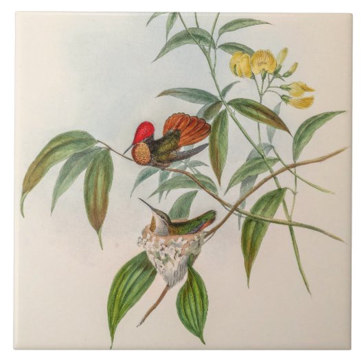 Vintage Hummingvögel von John Gould Fliese (Vorderseite)