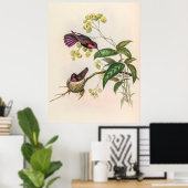 Vintage Hummingvögel von John Gould Poster (Heimbüro)