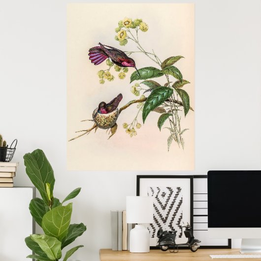 Vintage Hummingvögel von John Gould Poster (Heimbüro)