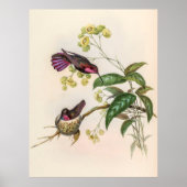Vintage Hummingvögel von John Gould Poster (Vorne)