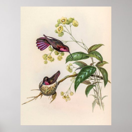 Vintage Hummingvögel von John Gould Poster (Vorne)