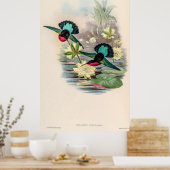 Vintage Hummingvögel von John Gould Poster (Küche)