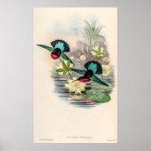 Vintage Hummingvögel von John Gould Poster (Vorne)