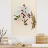 Vintage Hummingvögel von John Gould Poster (Küche)