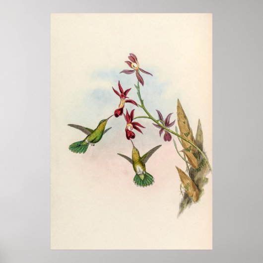 Vintage Hummingvögel von John Gould Poster (Vorne)