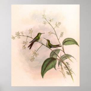 Vintage Hummingvögel von John Gould Poster