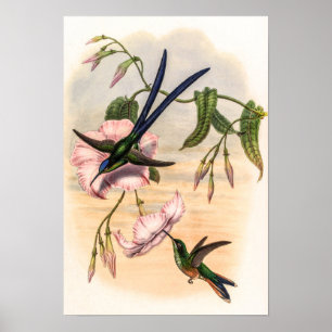 Vintage Hummingvögel von John Gould Poster
