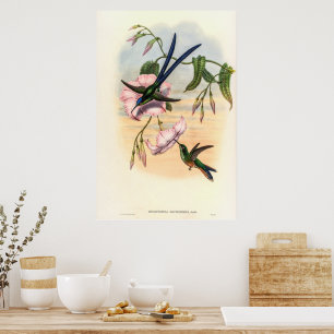 Vintage Hummingvögel von John Gould Poster