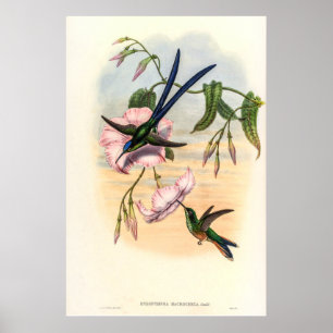 Vintage Hummingvögel von John Gould Poster