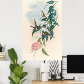 Vintage Hummingvögel von John Gould Poster (Heimbüro)