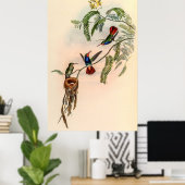 Vintage Hummingvögel von John Gould Poster (Heimbüro)