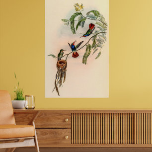 Vintage Hummingvögel von John Gould Poster